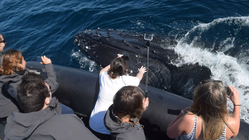 Join Ocean extreme for Sydney’s most captivating and immersive whale watching experience!